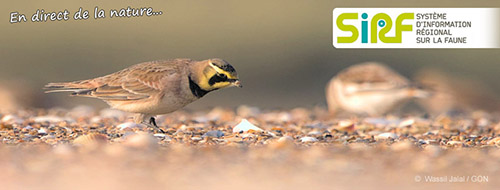 SiRF, la base de donnees naturalistes mise a disposition par le GON dans le cadre du RAIN