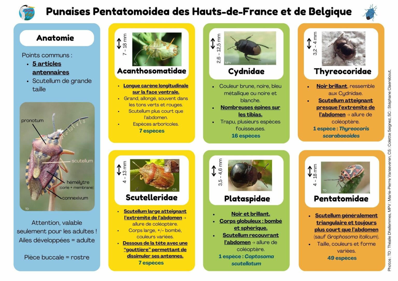 Les punaises Groupe ornithologique et naturaliste (agrément régional — free download