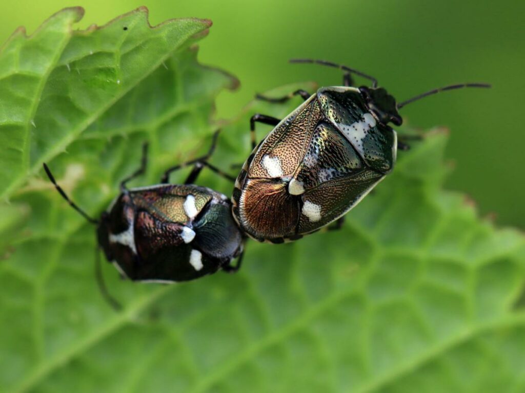 Eurydema oleracea IMG_7337 sirf punais flou