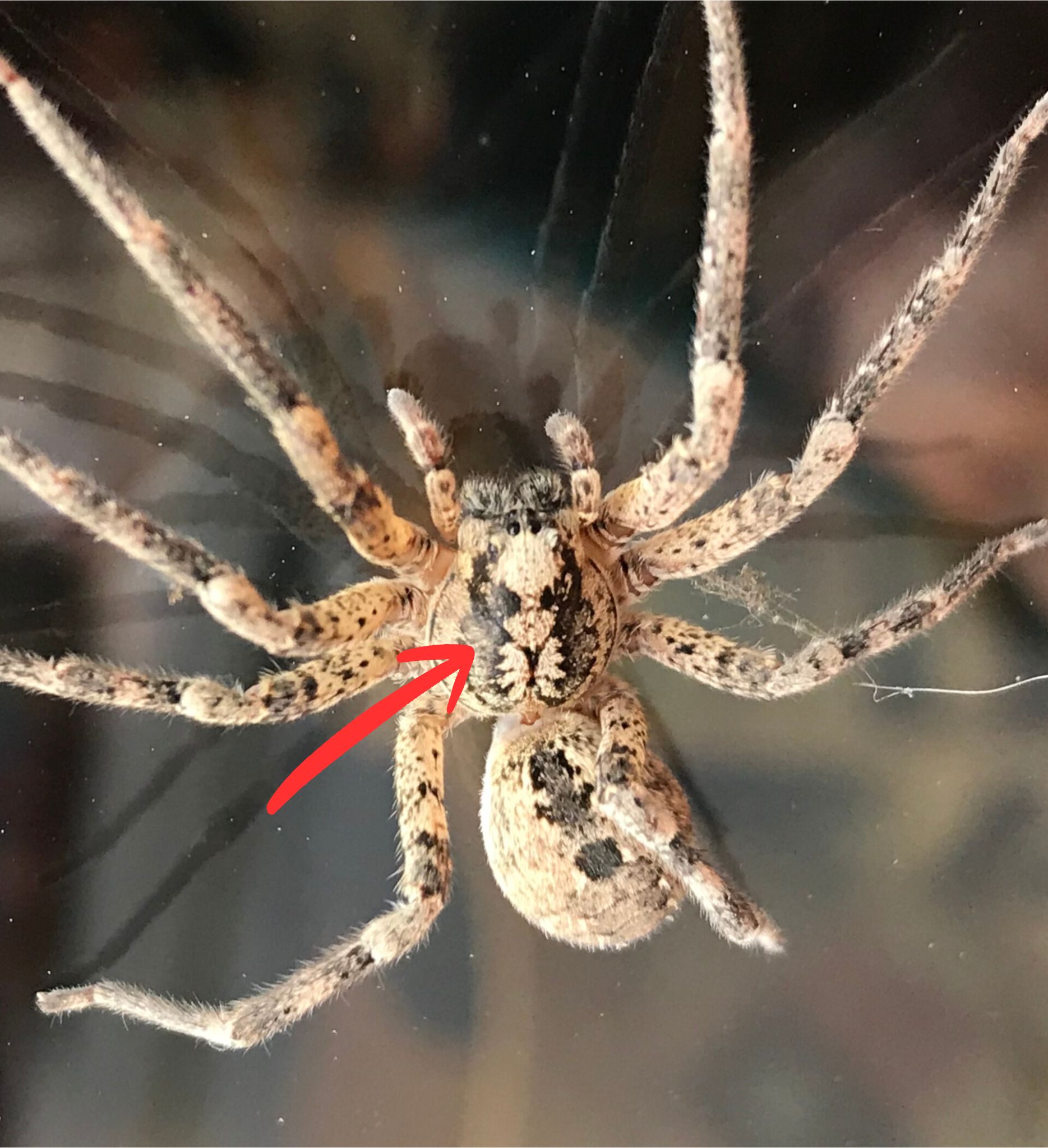 Zoropsis_spinimana_Echternach_2018_CC-BY-SA-4.0_Jamcelsus_avec_fleche