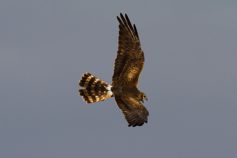 Busard cendré femelle