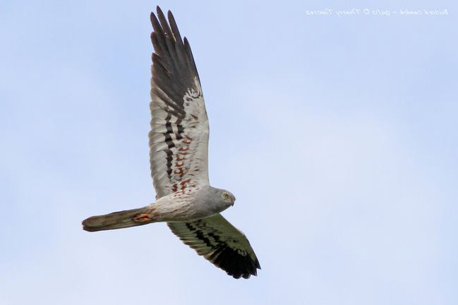 Busard cendré mâle