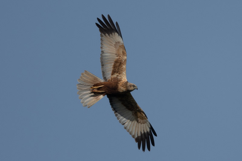 Busard des roseaux mâle