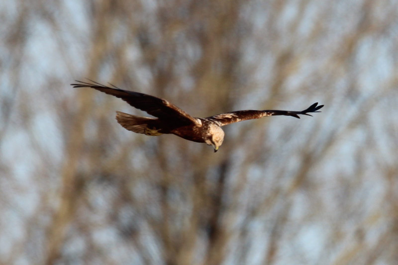 Busard des roseaux femelle
