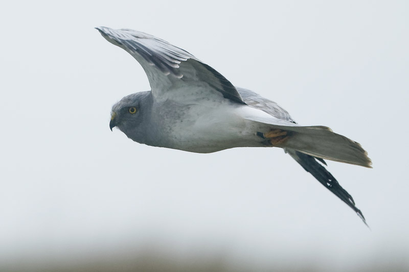 Busard Saint-Martin mâle