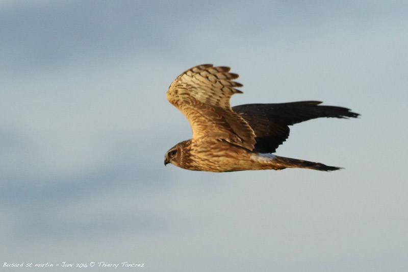 Busard Saint-Martin femelle